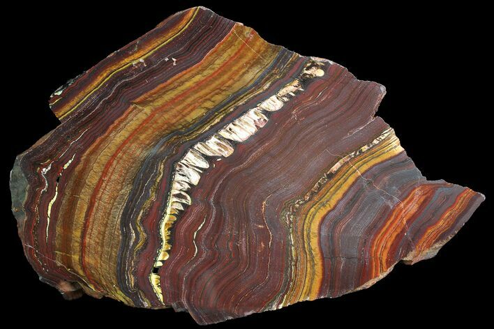 Polished Tiger Iron Stromatolite - ( Billion Years) #92971